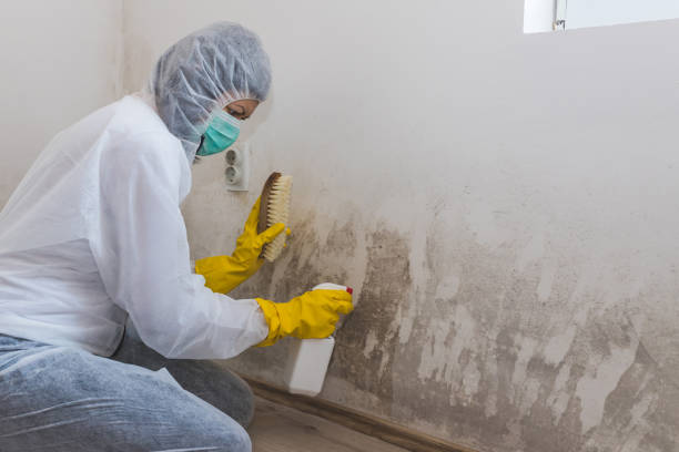 Why You Should Choose Our Mold Remediation Services in Chetek, WI